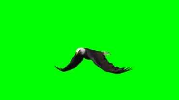 白头鹰飞行翅膀拍打绿幕免抠像特效视频素材