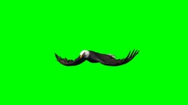 白头鹰飞行翅膀拍打绿幕免抠像特效视频素材