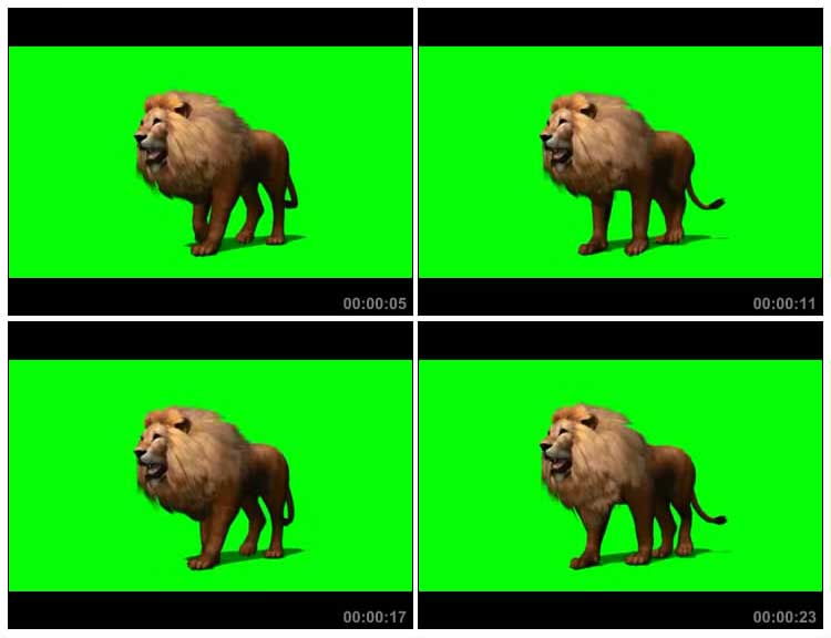雄狮公狮慢慢踱步绿幕免抠像特效视频素材