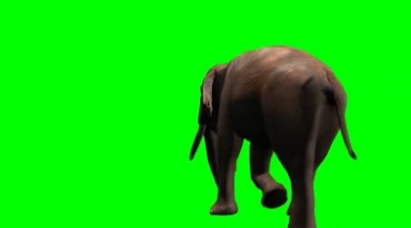 大象走路姿态穿过画面绿屏抠像特效视频素材