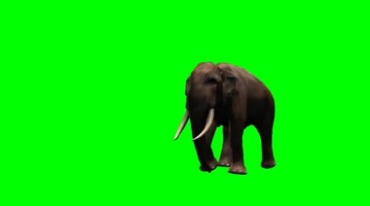 大象走路姿态穿过画面绿屏抠像特效视频素材