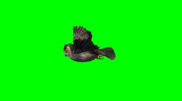 哈利波特魔法猫头鹰飞行绿屏抠像特效视频素材