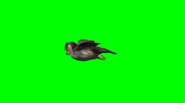 哈利波特魔法猫头鹰飞行绿屏抠像特效视频素材