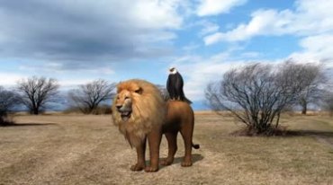 白头鹰站在雄狮背上视频素材