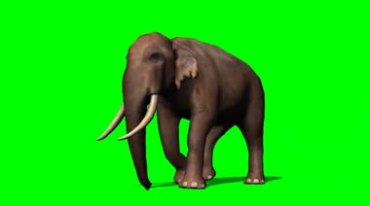 大象行走绿屏抠像影视特效视频素材