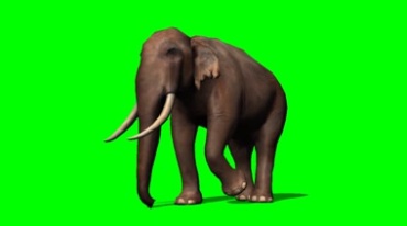 大象行走绿屏抠像影视特效视频素材