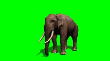 大象用鼻子卷食物送到嘴里绿幕抠像特效视频素材