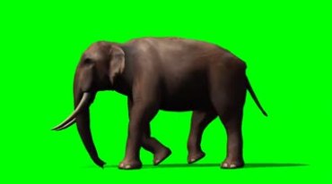 大象走路行走绿幕免抠像影视特效视频素材