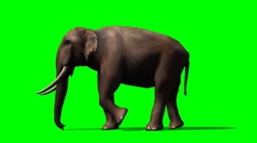 大象走路行走绿幕免抠像影视特效视频素材