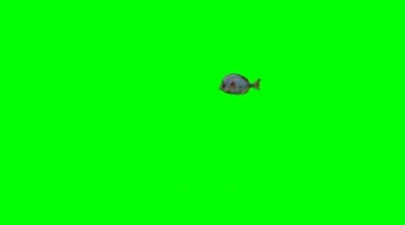 鱼儿游动吃食动作绿幕抠像影视特效视频素材