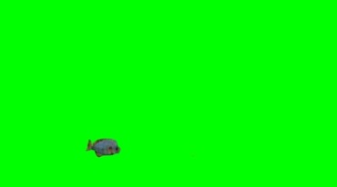 鱼儿游动吃食动作绿幕抠像影视特效视频素材