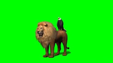 鹰坐在狮子后背上绿幕免抠像影视特效视频素材