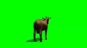 山羊低头吃草绿屏免抠像特效视频素材