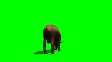 山羊低头吃草绿屏免抠像特效视频素材