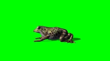 青蛙特写绿屏抠像特效视频素材