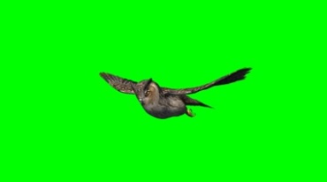 哈利波特猫头鹰飞翔绿屏免抠像特效视频素材