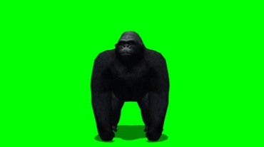 大猩猩发怒捶地吼叫绿屏抠像特效视频素材