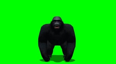 大猩猩发怒捶地吼叫绿屏抠像特效视频素材