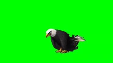 白头老鹰撕咬吃食物绿幕免抠像特效视频素材
