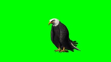 白头老鹰撕咬吃食物绿幕免抠像特效视频素材