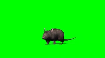 老鼠跑动四肢动作特写镜头绿屏免抠像视频素材