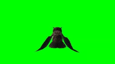 猫头鹰飞行绿幕抠像特效视频素材