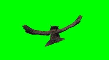 猫头鹰飞行绿幕抠像特效视频素材