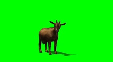 山羊绿幕免抠像特效视频素材