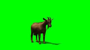 山羊绿幕免抠像特效视频素材