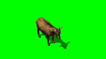 山羊绿布免抠像特效视频素材