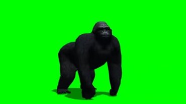 大猩猩生气捶地怒吼绿屏免抠像特效视频素材