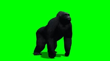 大猩猩生气捶地怒吼绿屏免抠像特效视频素材