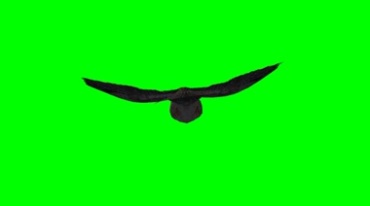 猫头鹰呼扇翅膀滑翔飞行绿幕免抠像特效视频素材