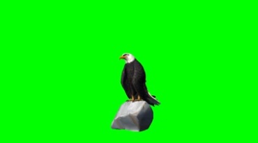 站上石头上的白头雕白头鹰秃鹰张开翅膀飞走视频素材