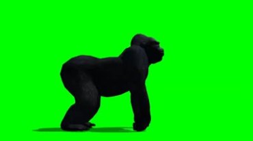 黑猩猩侧面身姿绿布免抠像特效视频素材