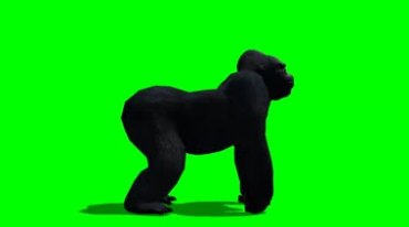 大猩猩张望后嚎叫捶地绿屏抠像特效视频素材