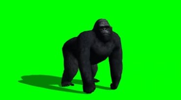 大黑猩猩转头四处张望绿屏免抠像特效视频素材