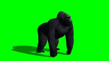 大黑猩猩转头四处张望绿屏免抠像特效视频素材