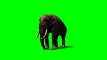 大象喝水动作绿幕免抠像特效视频素材