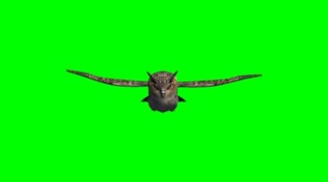 猫头鹰飞行正面绿幕抠像特效视频素材