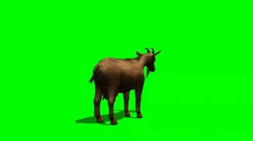 山羊黄羊背影镜头黑屏抠像特效视频素材