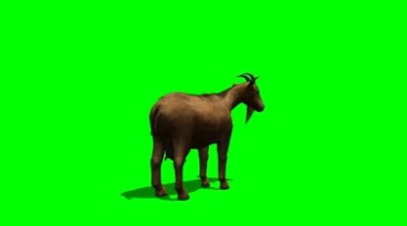 山羊黄羊背影镜头黑屏抠像特效视频素材