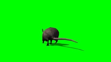 老鼠跑动灰鼠溜达绿屏免抠像特效视频素材