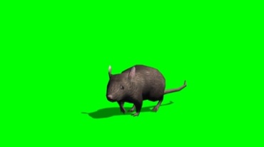 肥胖的老鼠大灰鼠跑动特写镜头特效视频素材