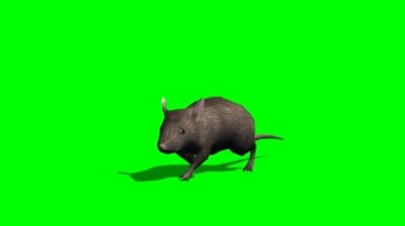 肥胖的老鼠大灰鼠跑动特写镜头特效视频素材