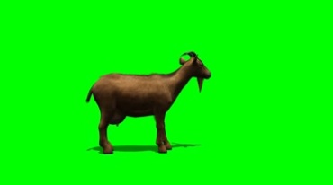 山羊绿屏抠像特效视频素材