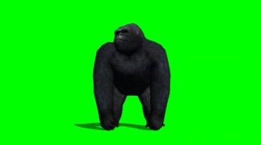 金刚黑猩猩正面照绿布免抠像特效视频素材