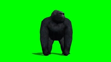 金刚黑猩猩正面照绿布免抠像特效视频素材