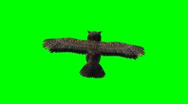 猫头鹰展翅飞翔背影绿屏免抠像特效视频素材