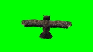 猫头鹰展翅飞翔背影绿屏免抠像特效视频素材